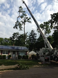 Large Oak tree removal